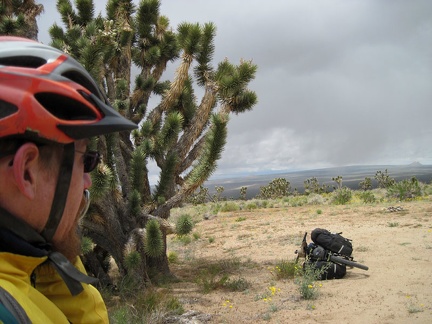 I shove my cell phone up to my mouth and enjoy the reception here, as well as the view of Cima Dome in the distance