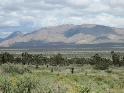 From the upper stretch of Morning Star Mine Road, I enjoy the views across miles of joshua-tree forest to the New York Mountains