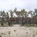 The front of the old house at Death Valley Mine has a row of joshua trees planted in front of it