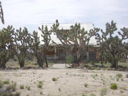 The front of the old house at Death Valley Mine has a row of joshua trees planted in front of it