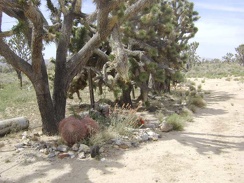 At the base of the joshua-tree grove are rocks and a few other native plants