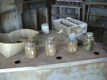 Pickles! In addition to some old paint cans and wood trim pieces, some old bottles of home-made pickles are in the shed...