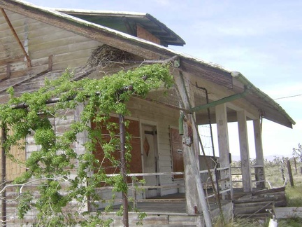 A big raven's nest sits in the eaves of the main house at Death Valley Mine