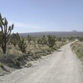 I ride down the old 2.5-mile-long road toward Cima, my next stop