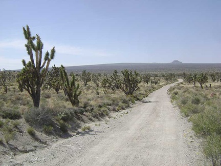 I ride down the old 2.5-mile-long road toward Cima, my next stop