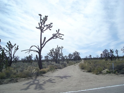 On the way up Cima Road, I pass the little dirt road that leads over to Cut Spring