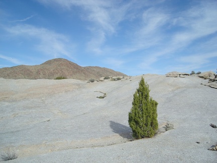  There's a lot of rock in this area, and this juniper tree growing in a crack between rocks is striking