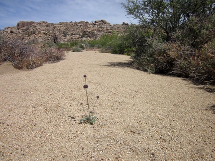 A sandy wash near my tent makes for a nice place to dig my morning cat hole, but of course I won't disturb this chia sage