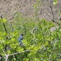 I've been hearing occasional bluejay chirps all morning