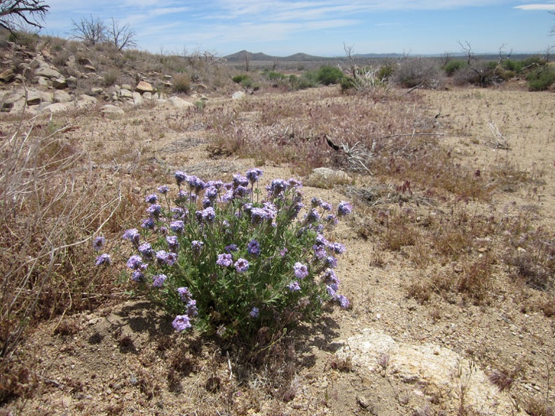 The Five Springs hike begins and I pass a blooming Goodings verbena as I walk away from my campsite