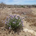 The Five Springs hike begins and I pass a blooming Goodings verbena as I walk away from my campsite