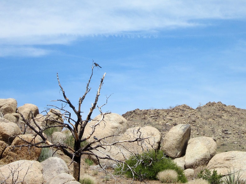 A couple of bluejays perch on a burned tree, watching my tent