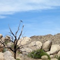 A couple of bluejays perch on a burned tree, watching my tent