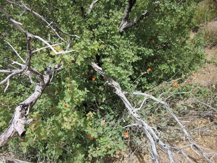 Approaching Howe Spring, I notice some old scrub oaks growing back from their burned structure