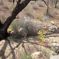 A few yellow Groundsel flowers and orange Desert mallows brighten up the burned area here