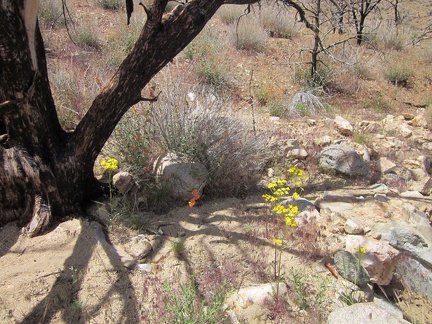 A few yellow Groundsel flowers and orange Desert mallows brighten up the burned area here