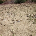 Upper Butcher Knife Canyon just looks like a bunch of sand at first, but many little pincushion flowers grow here