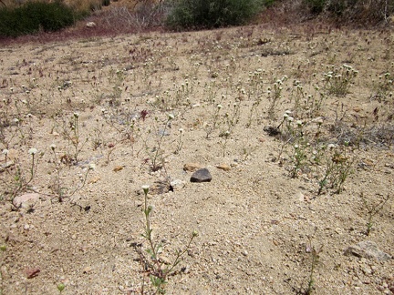 Upper Butcher Knife Canyon just looks like a bunch of sand at first, but many little pincushion flowers grow here