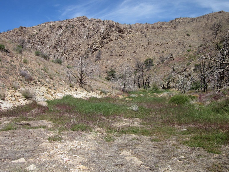  A little further down Butcher Knife Canyon, a green carpet covers the sandy ground