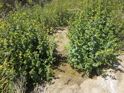 Aha, a trickle of water passes by these Mimulus bushes (Monkey flower) and their yellow flowers in upper Butcher Knife Canyon