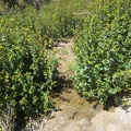 Aha, a trickle of water passes by these Mimulus bushes (Monkey flower) and their yellow flowers in upper Butcher Knife Canyon