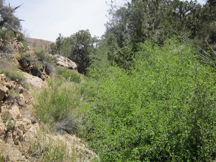 There's enough water here in upper Butcher Knife Canyon that the stream channel is quite brushy