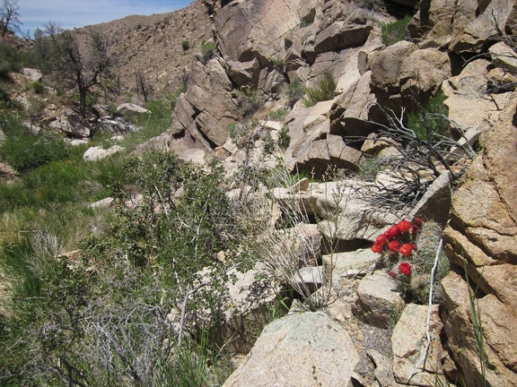 As much as possible, I try to walk along the rocky sides of Butcher Knife Canyon, instead of through the thick brush
