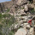 As much as possible, I try to walk along the rocky sides of Butcher Knife Canyon, instead of through the thick brush