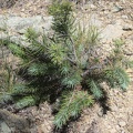 Nice, a little pinyon pine growing on the side of Butcher Knife Canyon