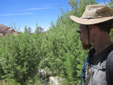 I have more patches of brush to cut through or circumvent here in Butcher Knife Canyon