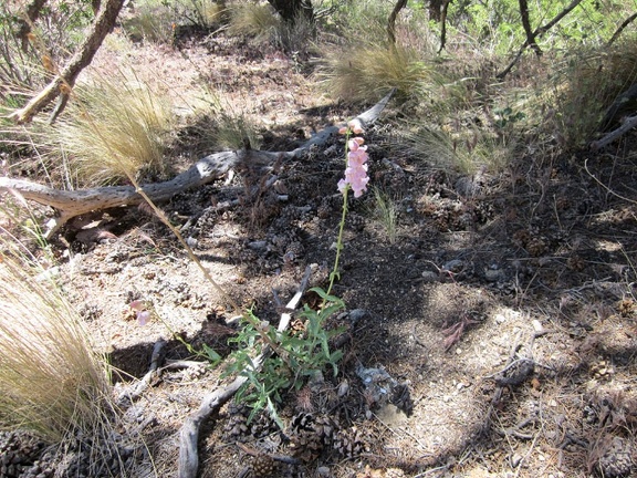 I've seen a few penstemons blooming here in Butcher Knife Canyon today