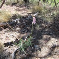 I've seen a few penstemons blooming here in Butcher Knife Canyon today