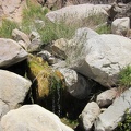 This is my official photo of Butcher Knife Spring, spring #2 on today's five-spring hike