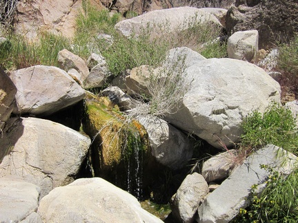 This is my official photo of Butcher Knife Spring, spring #2 on today's five-spring hike