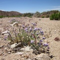 A few verbenas are still flowering in the mouth of Butcher Knife Canyon