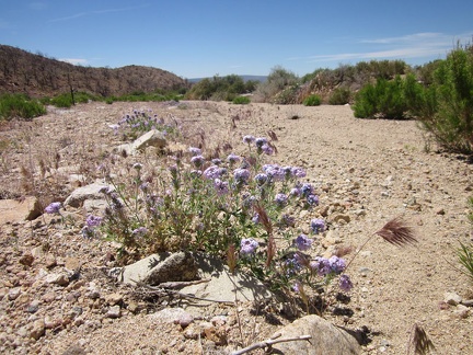 A few verbenas are still flowering in the mouth of Butcher Knife Canyon