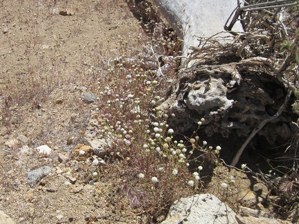 I hike across an area with a lot of Fremont pincushion flowers