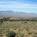 Burned joshua trees are scattered across this plain, but fragments of the old juniper forest survived the 2005 brush fires