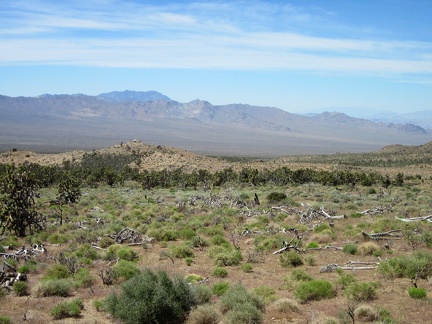 Burned joshua trees are scattered across this plain, but fragments of the old juniper forest survived the 2005 brush fires