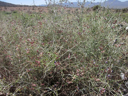 There's quite a bit of Paperbag bush growing on the burned plain between Butcher Knife Canyon and Cottonwood Spring