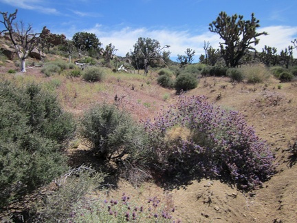 I'm always happy to pass flowering Desert sages (Salvia dorrii)