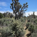 Other animals before me have carved a bit of a path in the stiff blackbrush on the the plain