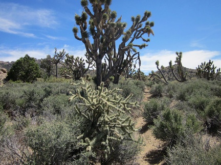 Other animals before me have carved a bit of a path in the stiff blackbrush on the the plain