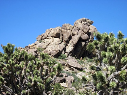 There's never a shortage of rock formations to amuse one's eyes while hiking in the Mid Hills and New York Mountains