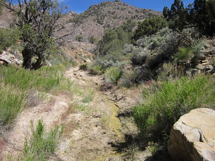 I locate the stream that emanates from Cottonwood Spring and start following it upstream