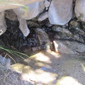 I arrive at what appears to be the source of Cottonwood Spring, spring #3 on today's hike