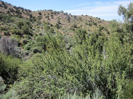 My next goal is to climb over those hills and arrive at the Cabin Springs area, spring #4 of the day