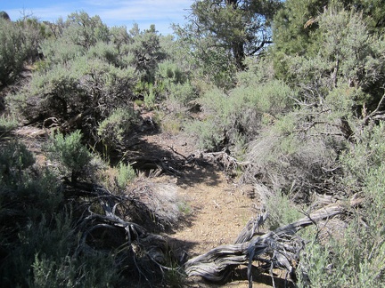 Part of the hillside leaving Cottonwood Spring is covered in sagebrush, and a few pinon pines