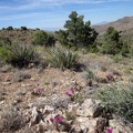 One of the hilltops between Cottonwood Spring and Cabin Springs is topped with numerous flowering cacti