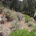 This open hillside in the Mid HIlls boasts a few delphiniums and Desert sage flowers between the junipers and pinon pines